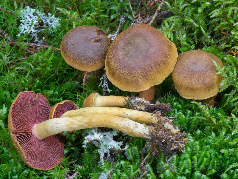 Cortinarius semisanguineus